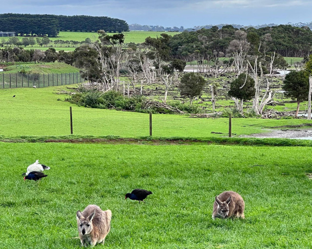                                             Phillip Island. Sumber foto: Ochiva Azzahra