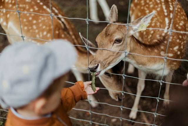 Apakah Ngrembel Asri Boleh Bawa Makan dari Luar?. Foto hanya ilustrasi, bukan tempat sebenarnya. Sumber: Unsplash/Daiga Ellaby