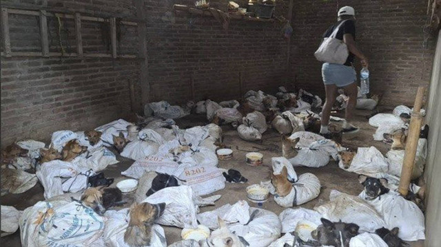 Gudang penampungan anjing di Kecamatan Cluring, Banyuwangi, Sabtu (16/11/2024). Foto: Dok. Istimewa