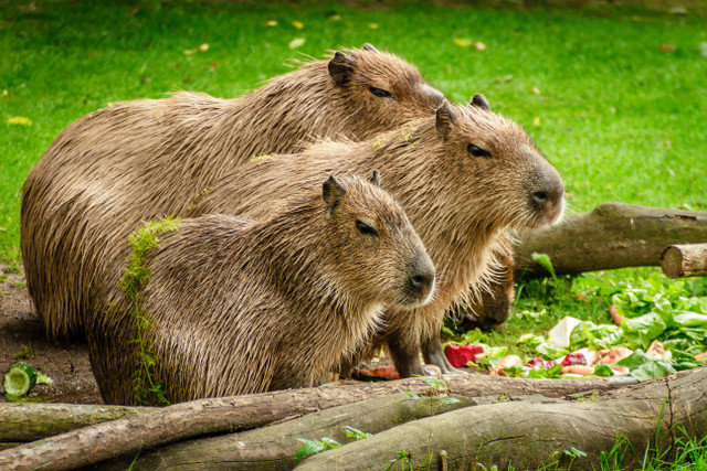 Ilustrasi Cara Mengusir Tikus di Ladang. Pexels/Pixabay