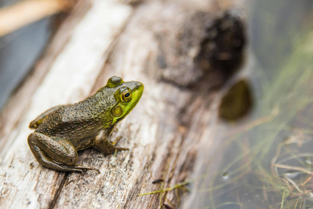 Ilustrasi Daur Hidup Katak Mulai dari Telur hingga Dewasa. Foto: Unsplash/Jared Evans.