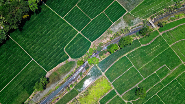 Ilustrasi Negara Agraris, Foto: Pexels/Tom Fisk