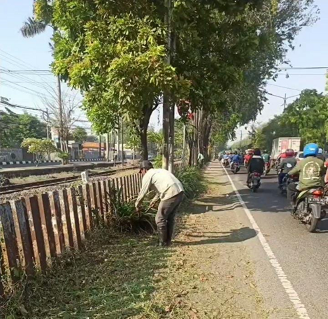 Ilustrasi perlindungan dan pengelolaan pohon pinggir jalan: foto Siti Nuril Qomariya  ilustrasi 