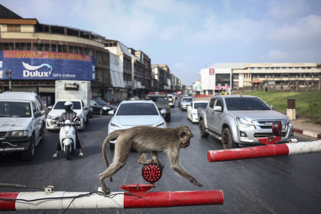 Ilustrasi monyet di Thailand. Foto: Chalinee Thirasupa/REUTERS