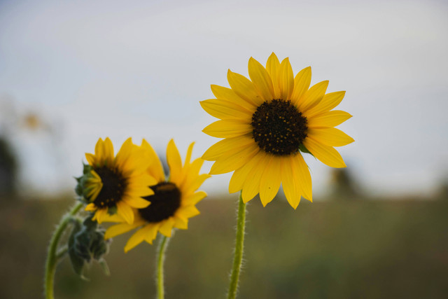 Ilustarsi Apakah Bunga Matahari Tahan Panas? Ini Penjelasannya, Unsplash/Michael G