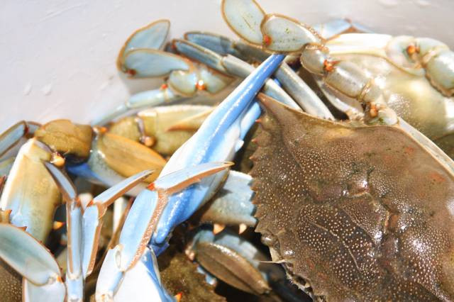 https://unair.ac.id/pemanfaatan-limbah-cangkang-kepiting-sebagai-bahan-penyerap-logam-berat-dari-air/