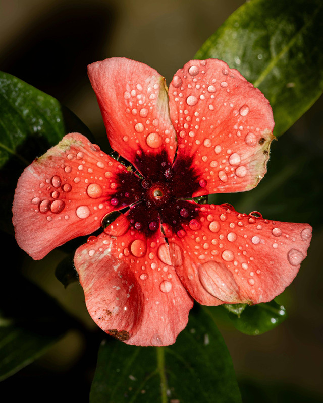 link photo - https://www.pexels.com/photo/vibrant-pink-flower-with-dew-drops-in-brazil-29453824/