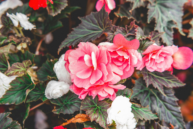 Ilustrasi Cara memperbanyak bunga begonia. Foto: Pexels.com/Craig Adderley