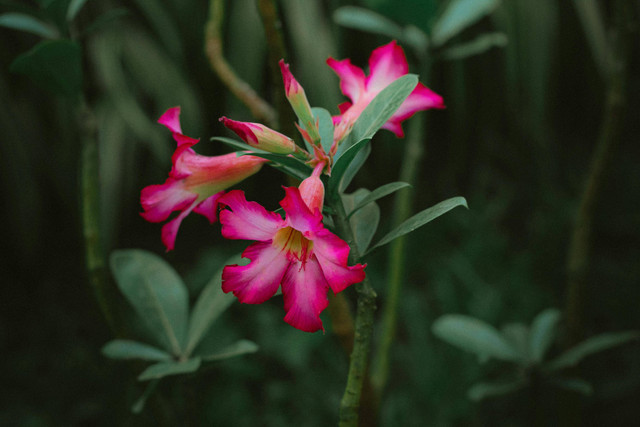 Ilustrasi cara memangkas adenium yang benar. Foto: Pexels.com/Flávia Motta