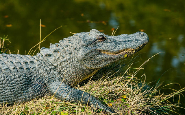 ada apa saja di Predator Fun Park. Foto hanya ilustrasi, bukan tempat sebenarnya. Sumber: Unsplash/kyaw tun