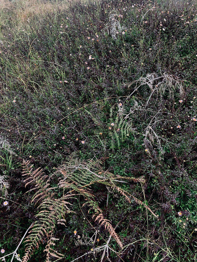 Hambaran bunga daisy di sabana Gunung Prau (Sumber Gambar : Dokumen Pribadi)