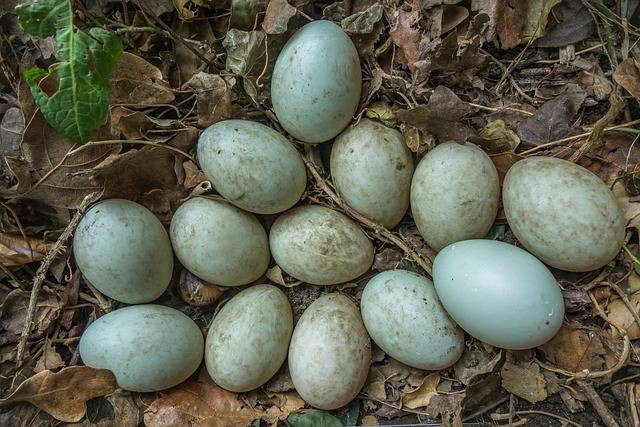 Ilustrasi cara menetaskan telur bebek hibrida.Foto: Franck Barske / Pixabay