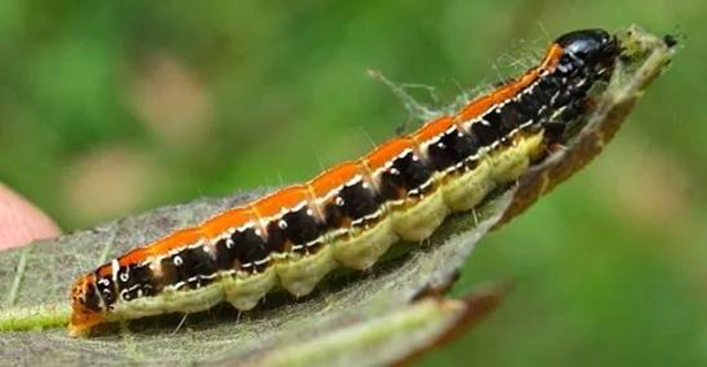 Ilustrasi ulat jati (Hyblaea puera). Foto: Balakhrisnan Valappil/pictureinsect.com