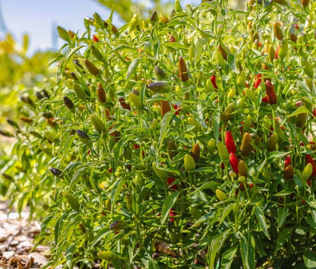 Ilustrasi Penyebab Busuk Batang pada Bibit Cabe. Foto: Pexels/Robert So