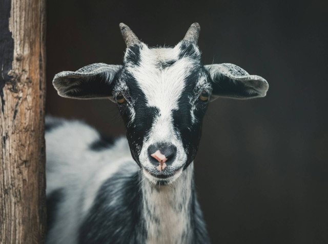 Ilustrasi kambing. Foto: Unsplash