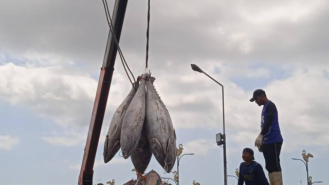 Pemindahan ikan hasil tangkapan dari kapal ke gudang penyimpanan. Foto: Koleksi Pribadi