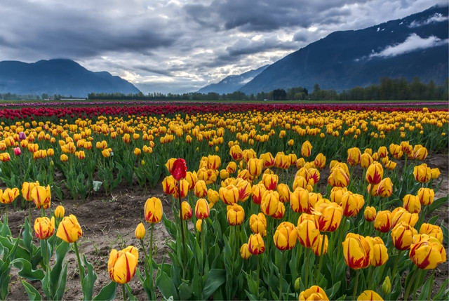 Taman Bunga Celosia Bandungan, Foto Hanya Ilustrasi, Bukan Gambar Sebenarnya, Sumber Foto: Pexels/James Wheeler