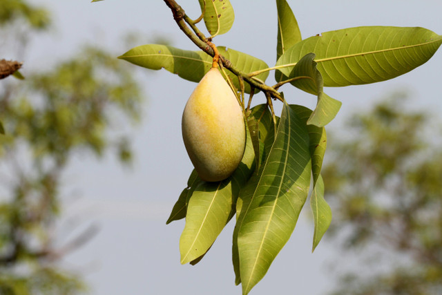 Ilustrasi Perbedaan Mangga Kiojay dan Mahatir. Pexels/Sharath G.