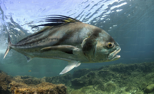 Ilustrasi Makanan Ikan Hias Predator, Foto:Unsplash/Marc Serota