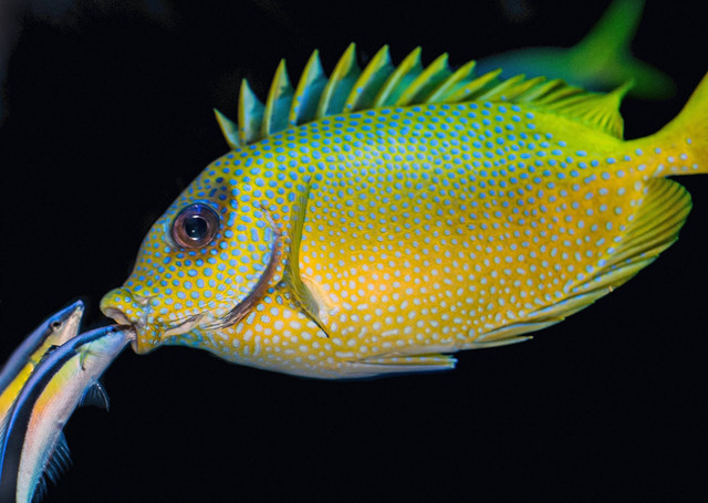 Ilustrasi Ikan Hias Predator Termahal, Foto:Unsplash/David Clode