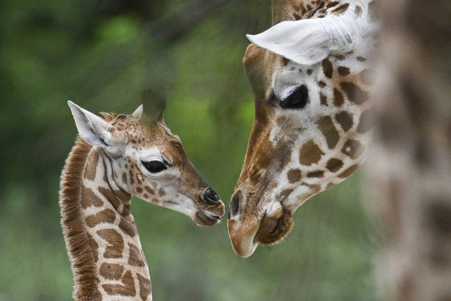 Jerapah muda bernama Emily berinteraksi dengan induknya di dalam kandang saat acara pemberian nama di kebun binatang Tierpark, Berlin, pada tanggal 22 Agustus 2024. Foto: RALF HIRSCHBERGER / AFP