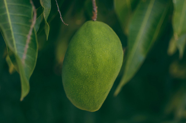 Ilustrasi Cara Pruning Pohon Mangga agar Berbuah Lebat. Pexels/MESSALA CIULLA