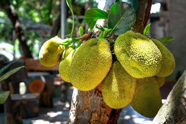 Ilustrasi jenis pohon nangka yang bagus. Pexels/Quang Nguyen Vinh