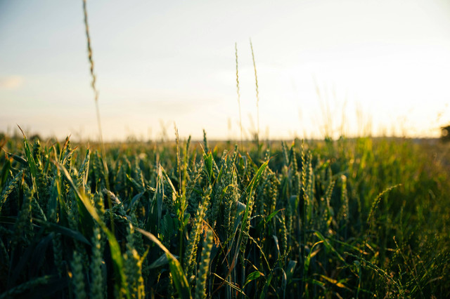 Ilustrasi Apakah ladang dan kebun sama. Unsplash.com/Glenn-Carstens-Peters