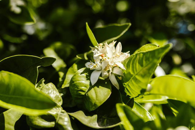 Ilustrasi Cara pruning melati. Foto: Pexels.com/RDNE Stock project