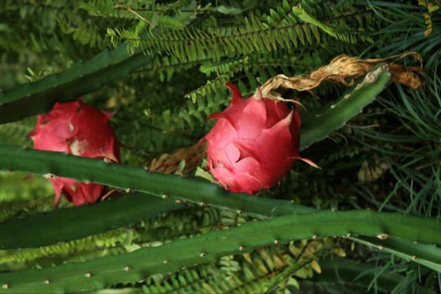 Ilustrasi cara pruning pohon buah naga. Foto: Pexels.com/Jeffry Surianto