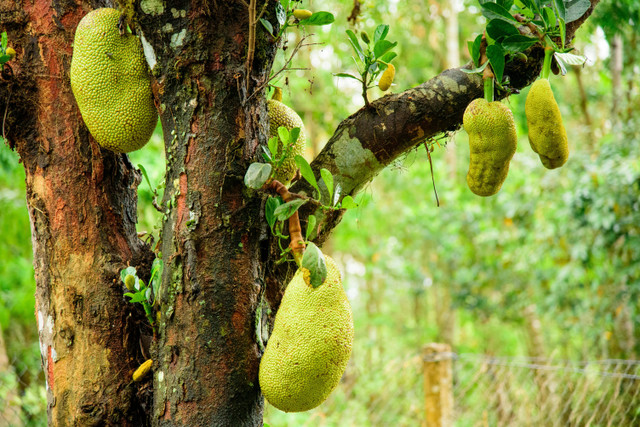 Ilustrasi cara pruning pohon nangka. Foto: Pexels.com/Xuân Thống Trần