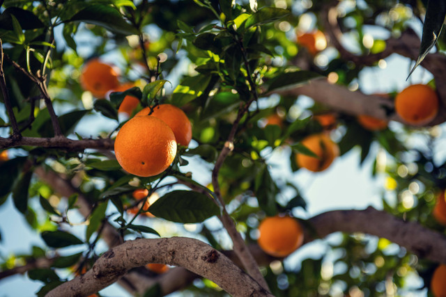 Ilustrasi cara pruning pohon jeruk. Foto: Pexels.com/Tim Mossholder