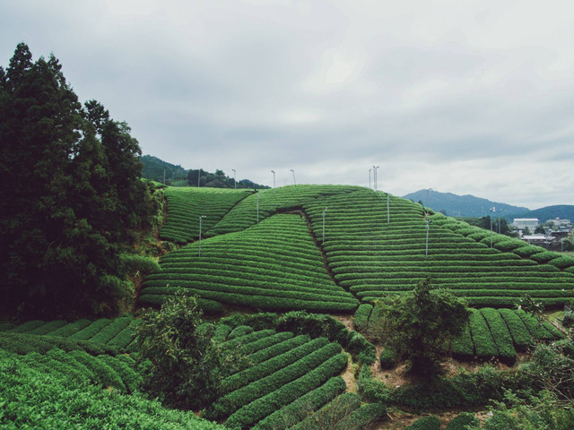 Tempat Honeymoon Murah dan Romantis di Puncak. Foto hanya ilustrasi bukan tempat  sebenarnya. Sumber foto: Unsplash/Kevin Ma