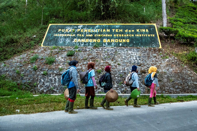 Sejumlah pekerja berjalan untuk memetik teh putih di Perkebunan Teh Pusat Penelitian Teh dan Kina (PPTK) Gambung, Bandung, Jawa Barat. Foto: Muhammad Adimaja/ANTARA FOTO