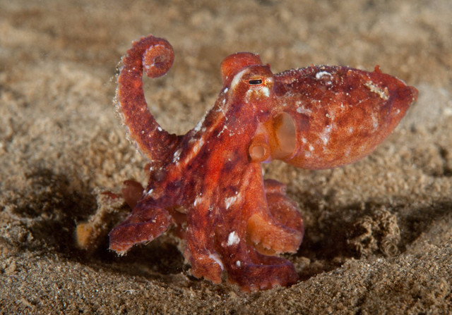 Ilustrasi gurita merah delima (Octopus rubescens). Foto: Shutterstock