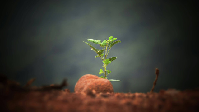 Ilustrasi cara pakai pupuk bambu ijo, foto: unsplash/Sushobhan Badhai