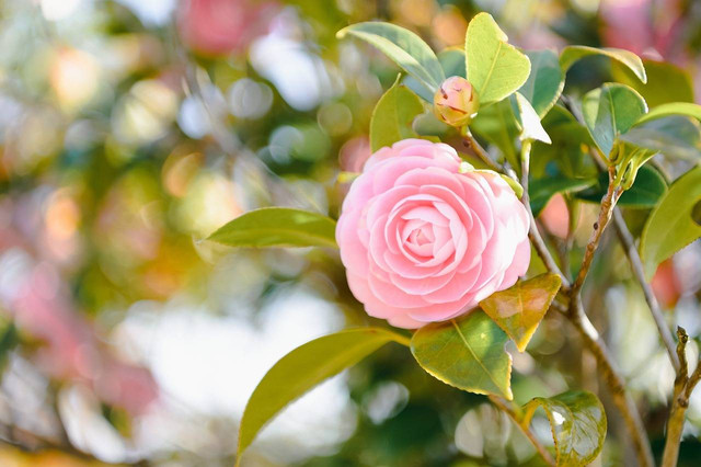 Ilustrasi bunga camellia. Foto: pixabay