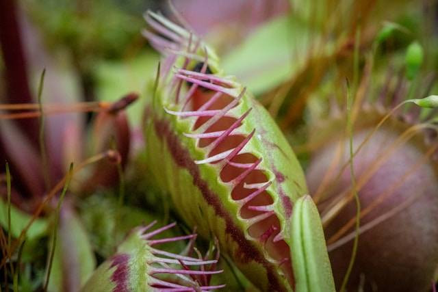 Ilustrasi Cara Venus Flytrap Menangkap Serangga. Foto: dok. Unsplash/Rapha Wilde