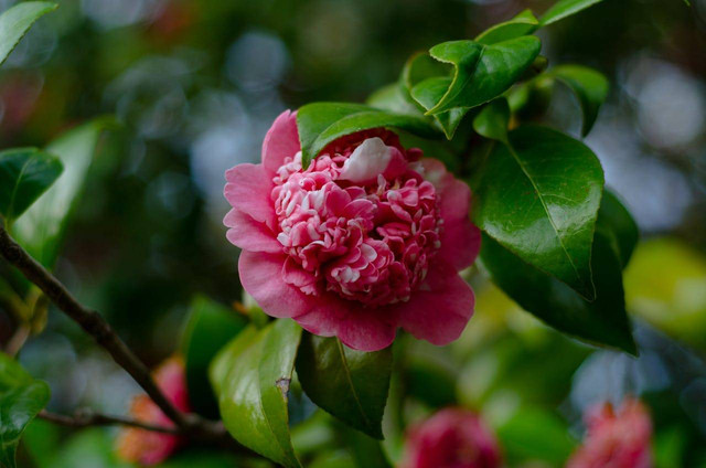 Bunga Camelia. Foto: Pexels