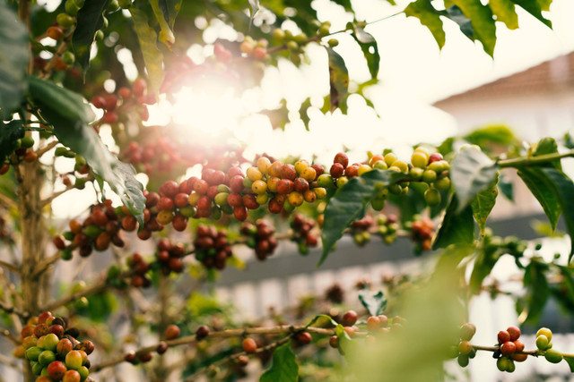 Ilustrasi cara membasmi semut pada tanaman kopi. Foto: Pexels.com/Daniel Reche