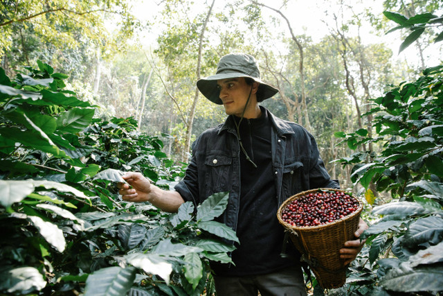 Ilustrasi jenis tanaman kopi. Foto: Pexels.com/Michael Burrows