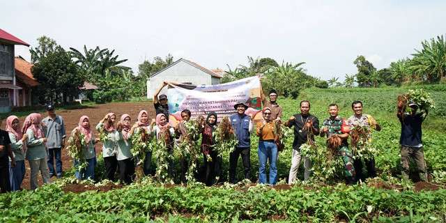 Panen Raya Ubi Jalar di Desa Purwasari: Bukti Nyata Komitmen IPB untuk Petani