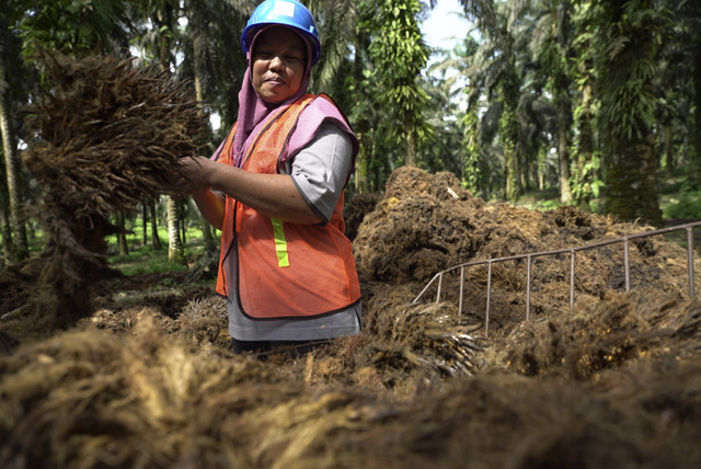 Susaini, pekerja kebun yang sedang memindahkan janjangan kosong ke sela-sela pokok sawit. Foto: Faiz Zulfikar/kumparan