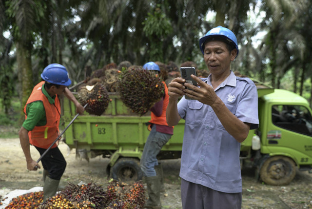 Seorang operator mencatat Tandan Buah Segar (TBS) yang akan diangkut ke pabrik. Foto: Faiz Zulfikar/kumparan