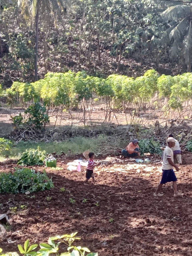 Petani sedang memanen singkong. Foto :Tri wahyuni