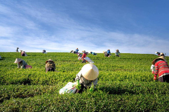 Petani milenial adalah istilah yang merujuk kepada petani berusia antara 19 hingga 39 tahun yang adaptif terhadap teknologi digital. Foto: Pexels.com