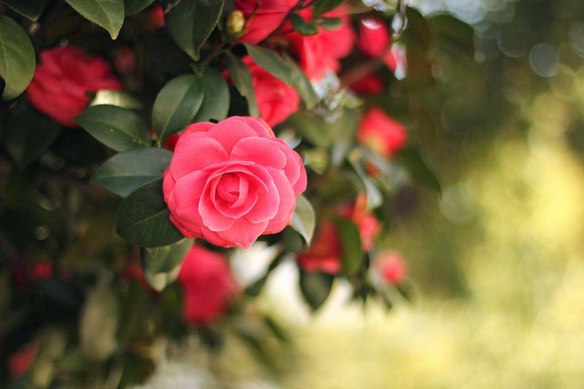 Ilustrasi Bunga Camelia. Foto: Pexels