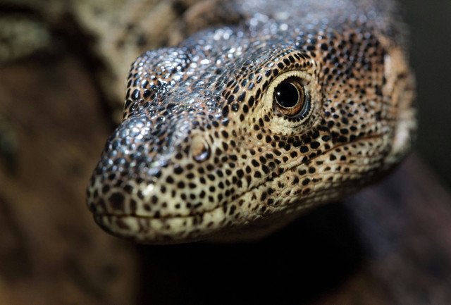 Ilustrasi Cara menjinakkan biawak yang masih kecil. Unsplash/David Clode