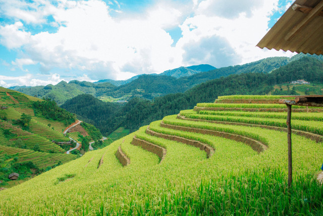 Ilustrasi Ciri-Ciri Gulma Teki Ladang, Foto: Pexels/HONG SON