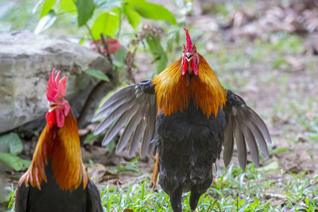 Ilustrasi Cara Menjinakkan Ayam Hutan, Freepik/Erik-karits-2093459